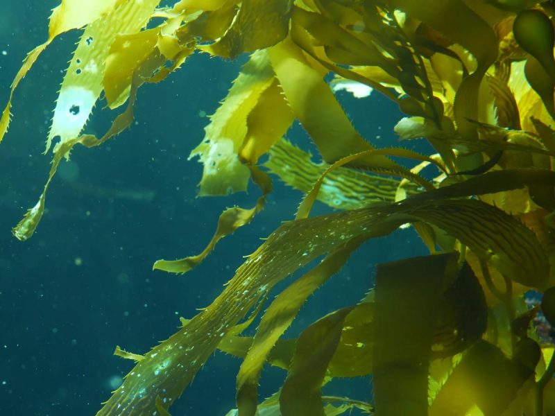Kelp: il superfood marino che rivoluzionerà la tua dieta!
