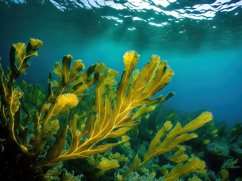 Klamath: alla scoperta della natura incontaminata e dei segreti nascosti di questa regione mozzafiato