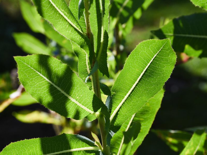 Lattuga Virosa: il segreto nascosto dietro la foglia più pericolosa del giardino