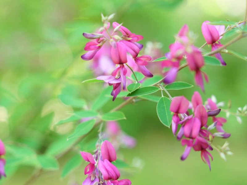 Scopri i segreti della pianta Lespedeza: benefici, curiosità e utilizzi!