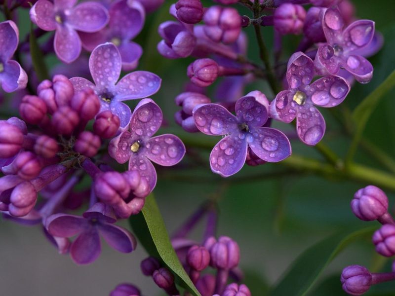 Lillà: il fiore della primavera che incanta i sensi