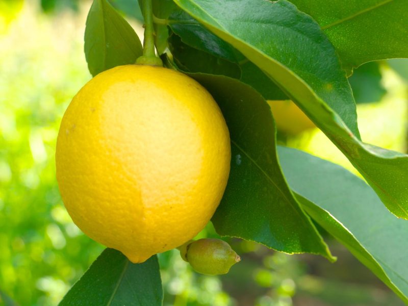Limone: il frutto che non conosce limiti di utilizzo
