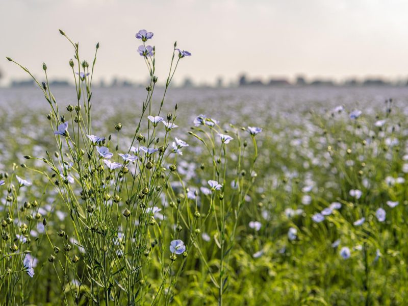 Segreti e curiosità sul lino: il tessuto naturale perfetto per l’estate
