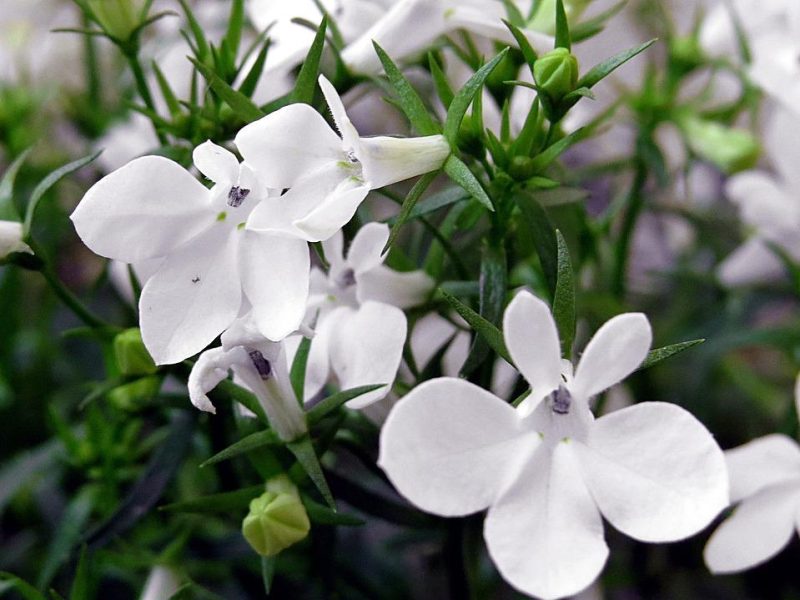 Segreti e proprietà curative della Lobelia: il fiore dimenticato che merita di essere scoperto