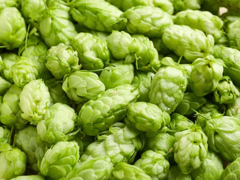 La magia del luppolo: alla scoperta del segreto di una birra perfetta