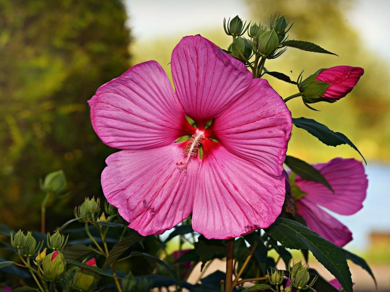 Malva: il segreto di bellezza che non conosci