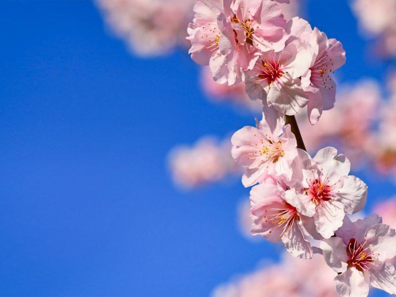 Mandorlo in fiore: il simbolo della primavera e della rinascita