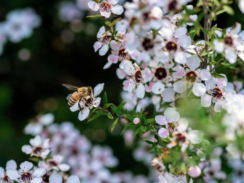 Manuka: il super cibo che sta conquistando il mondo