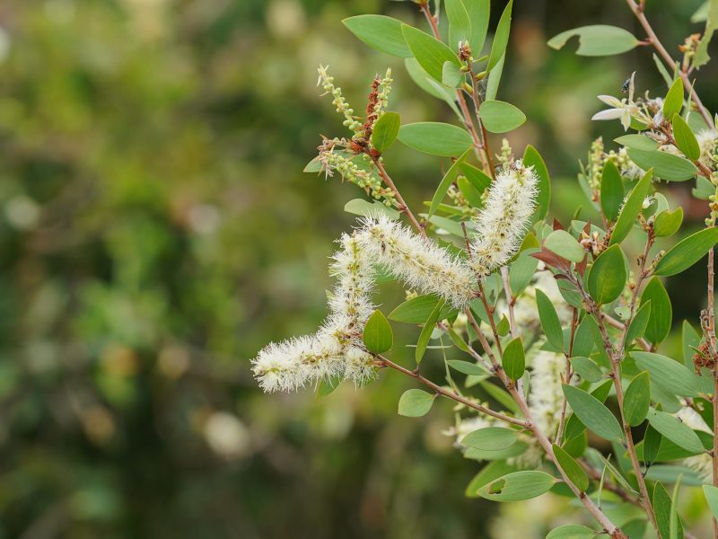 Melaleuca: il segreto della bellezza naturale