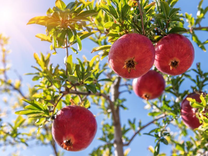 Melograno: il frutto miracoloso che ti stupirà con i suoi benefici per la salute