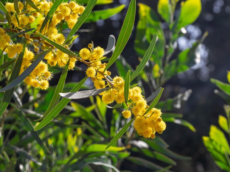 Mimosa: Il fiore dell’allegria che conquista il cuore di tutti
