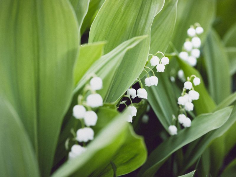 Mughetto: il fiore della primavera che porta fortuna e felicità