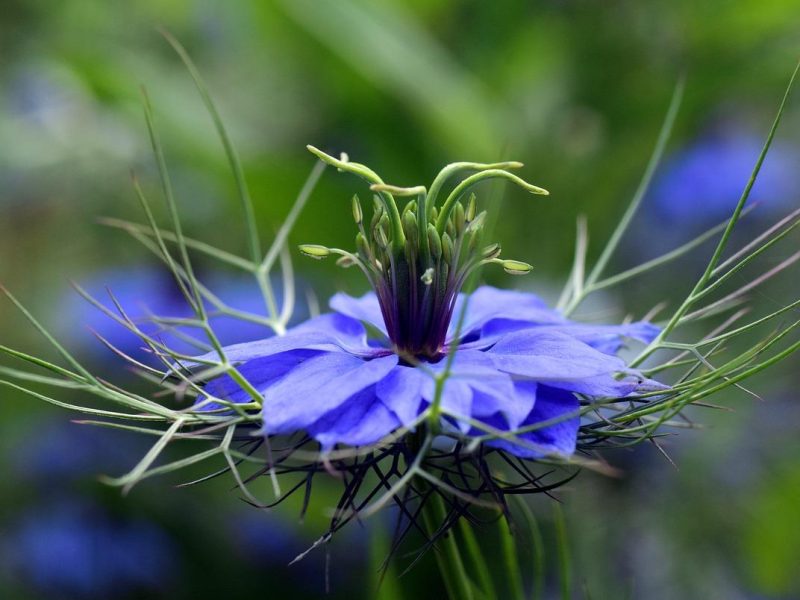 Nigella: i segreti di bellezza e benessere della regina delle spezie