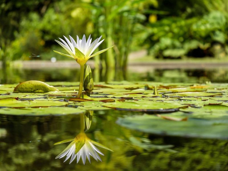 Ninfea: la regina dei fiori d’acqua, eleganza e mistero