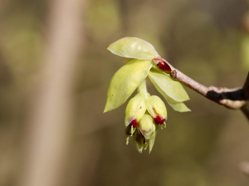 Nocciolo: il segreto di un frutto ricco di benefici per la tua salute!