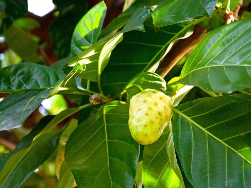 Scopri i benefici del frutto esotico Noni per la tua salute e il benessere!