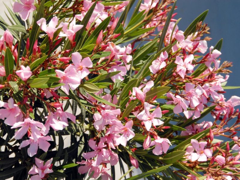 Oleandro: il fiore misterioso dal passato oscuro