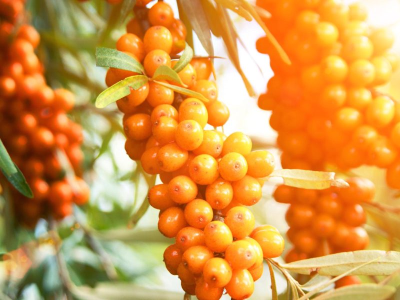 I miracoli dell’Olivello Spinoso: scopri i benefici per la salute e la bellezza della tua pelle