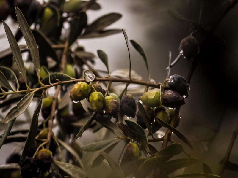 Olivo: il segreto di longevità e benessere dall’antica tradizione mediterranea