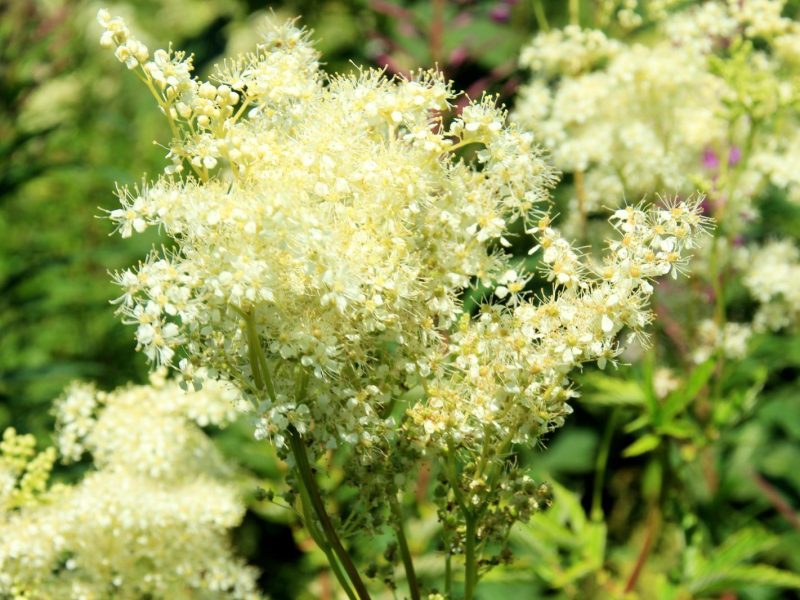 Olmaria: il segreto di bellezza delle donne orientali svelato!
