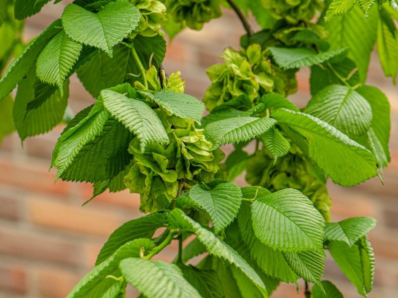 Olmo campestre: il segreto per un giardino rigoglioso e senza tempo
