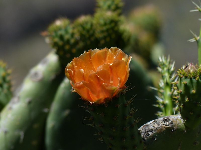 Opuntia: il segreto della pianta miracolosa che sta conquistando il mondo