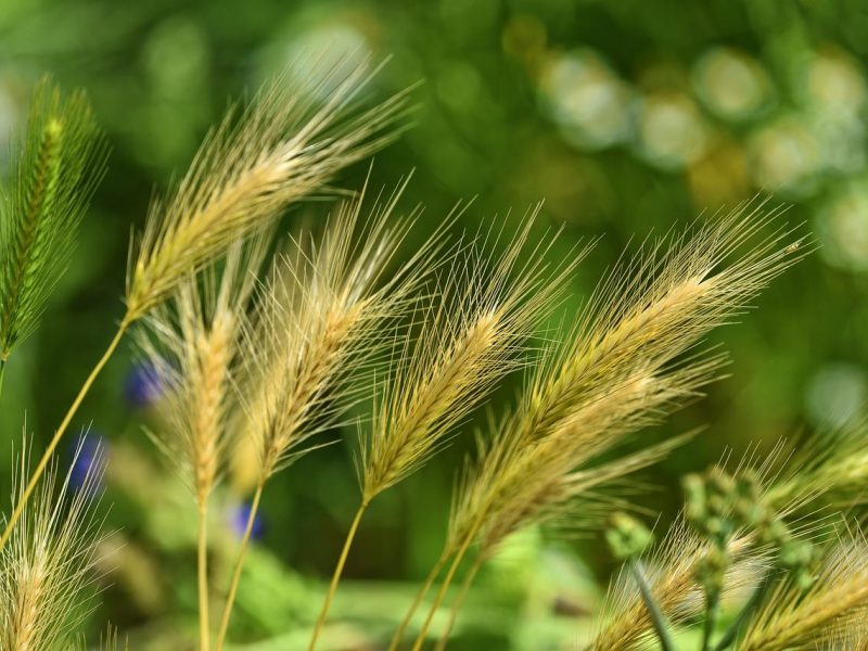Orzo: il segreto per una dieta sana e gustosa
