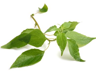 Parietaria: la pianta nemica delle allergie primaverili