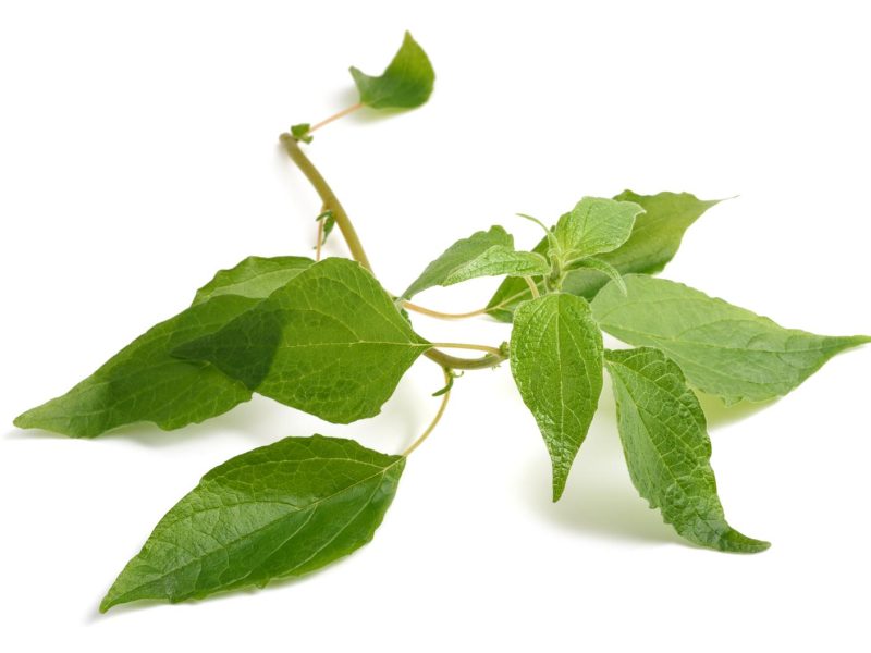Parietaria: la pianta nemica delle allergie primaverili