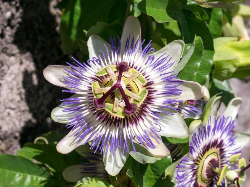 Passiflora Incarnata: Il segreto della pianta miracolosa per combattere lo stress e l’ansia