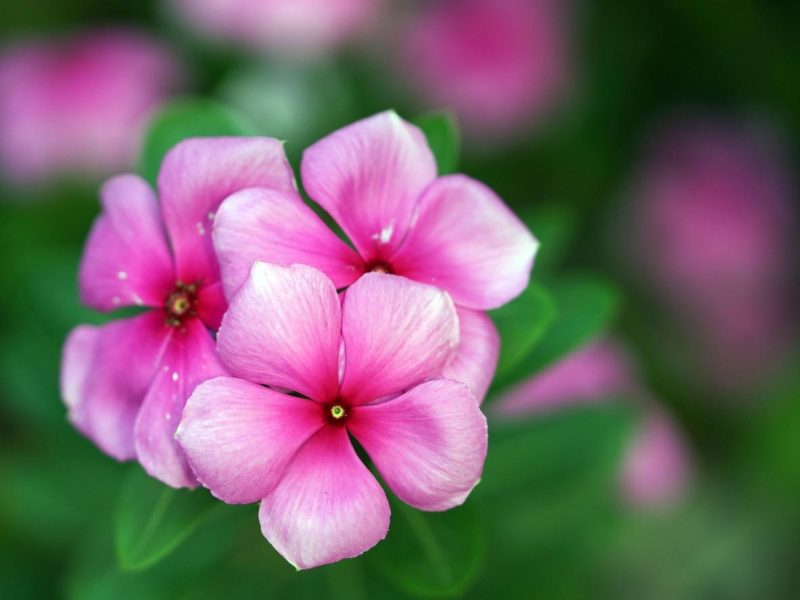 Pervinca: il segreto di questa pianta meravigliosa svelato