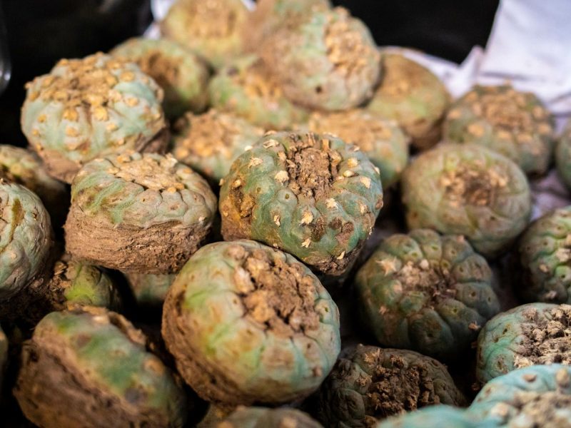 Viaggio nell’intrigante mondo del Peyote: tra tradizione e controversie