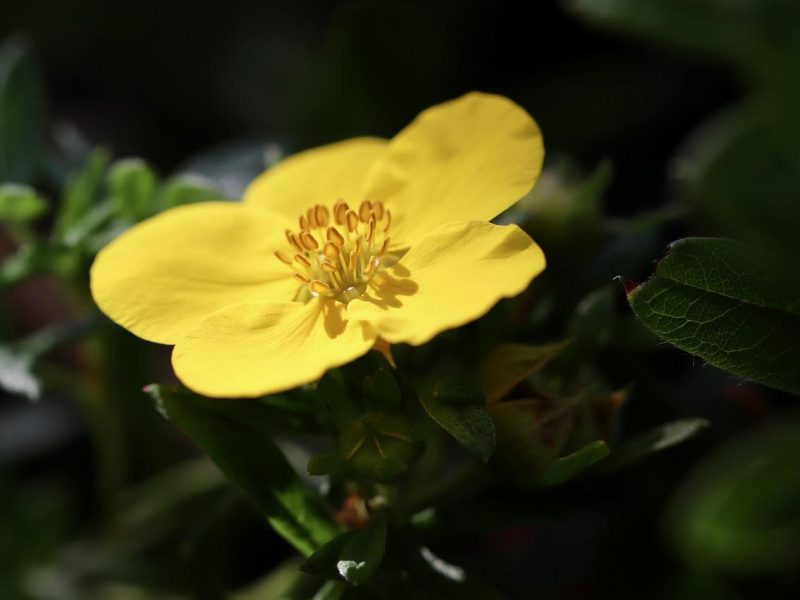 Potentilla: la pianta miracolosa che sta conquistando il mondo verde