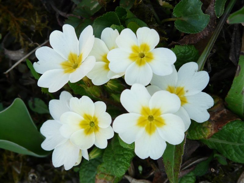 Primula: il segreto per un giardino colorato e profumato tutto l’anno