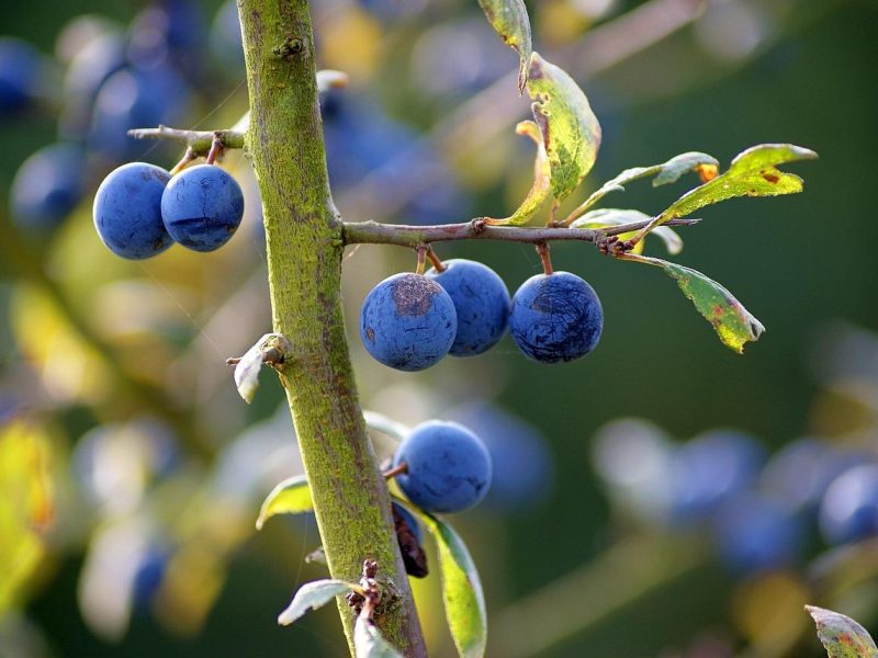 Prugnolo: Il segreto dietro il frutto dalle mille virtù