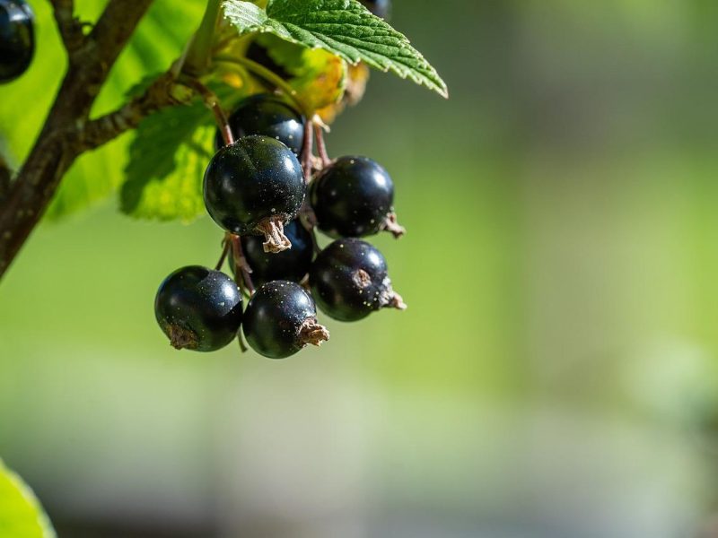 Scopri i benefici del Ribes Nero: un superfood ricco di proprietà benefiche per la salute