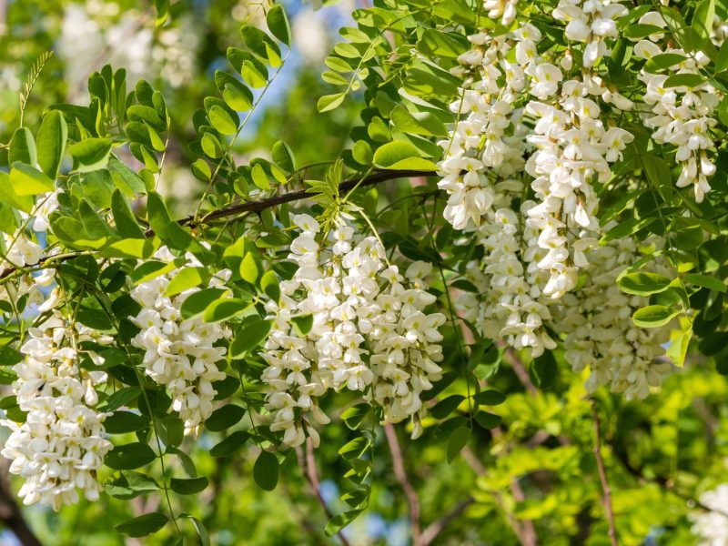 Robinia: la pianta misteriosa che nasconde benefici incredibili per la salute
