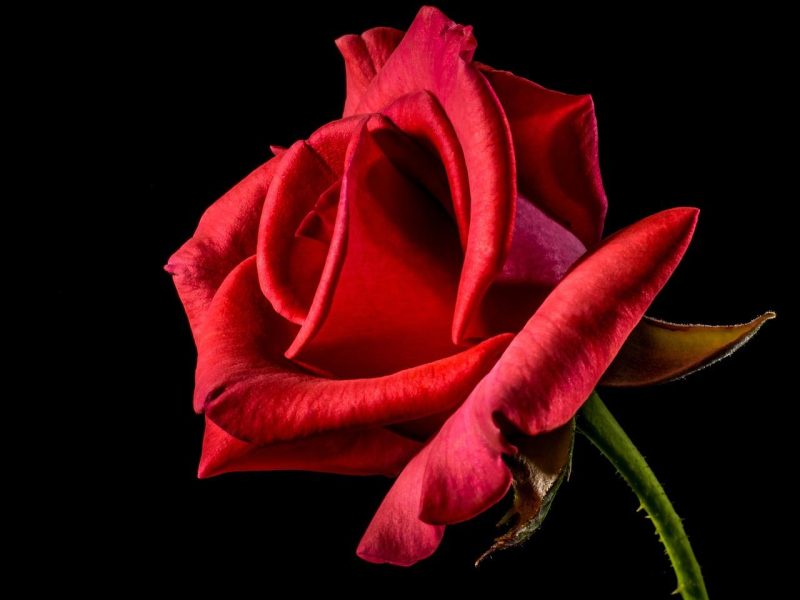 La seducente bellezza della Rosa Rossa: simbolo di passione e amore