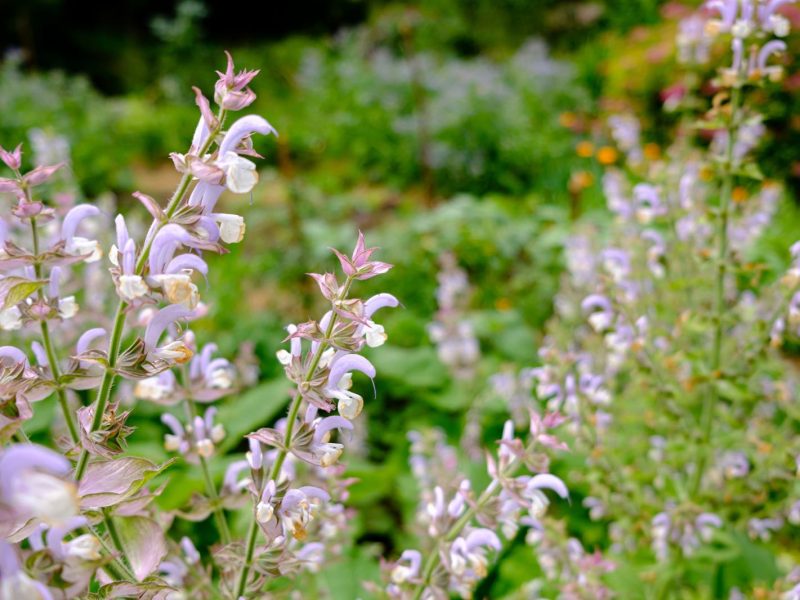 Il potere della Salvia Sclarea: scopri i benefici e le proprietà di questa pianta miracolosa