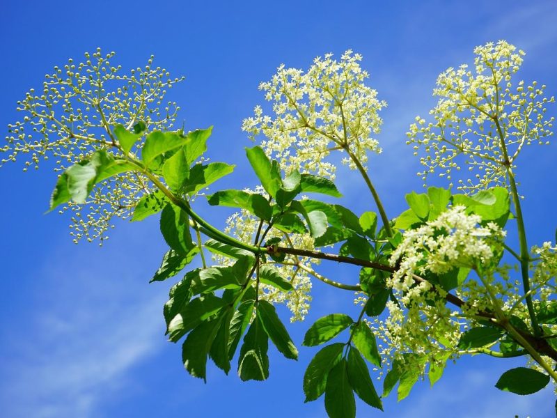 Sambuco: il segreto di una pianta miracolosa per la salute e il benessere