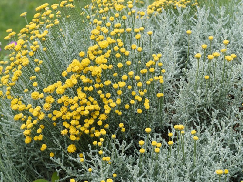 Santolina: il segreto per un giardino sempre verde e profumato