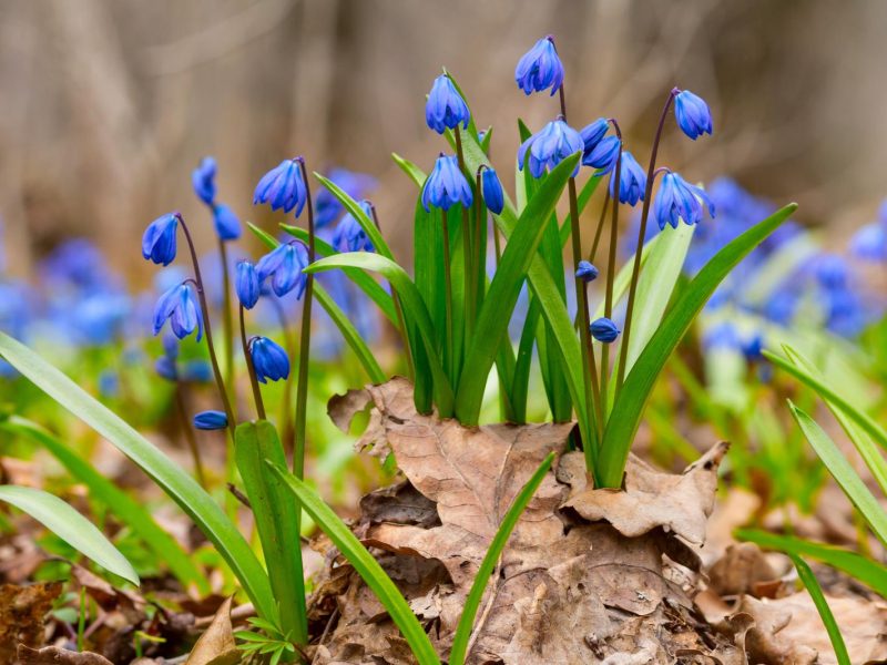 Scilla: la pianta che regala un tocco di magia al tuo giardino