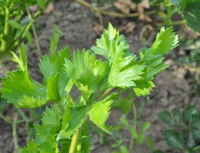 Sedano Selvatico: Il superfood sconosciuto che rivoluzionerà la tua dieta!