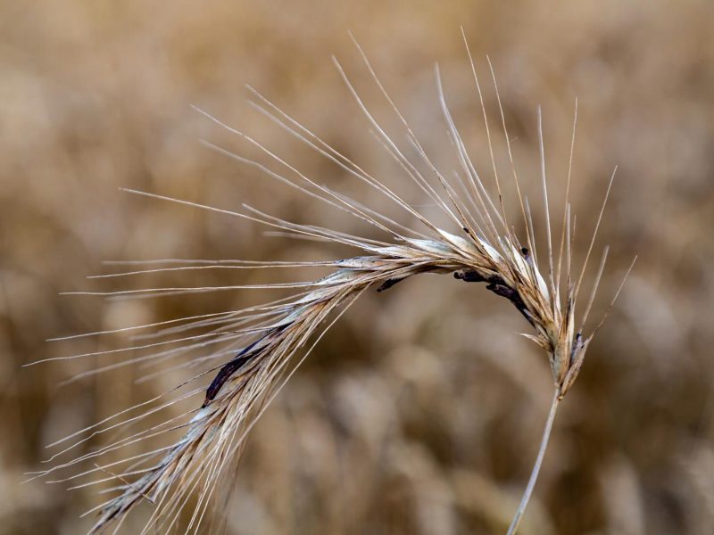 Segale Cornuta: il supercereale che sta conquistando il mondo!
