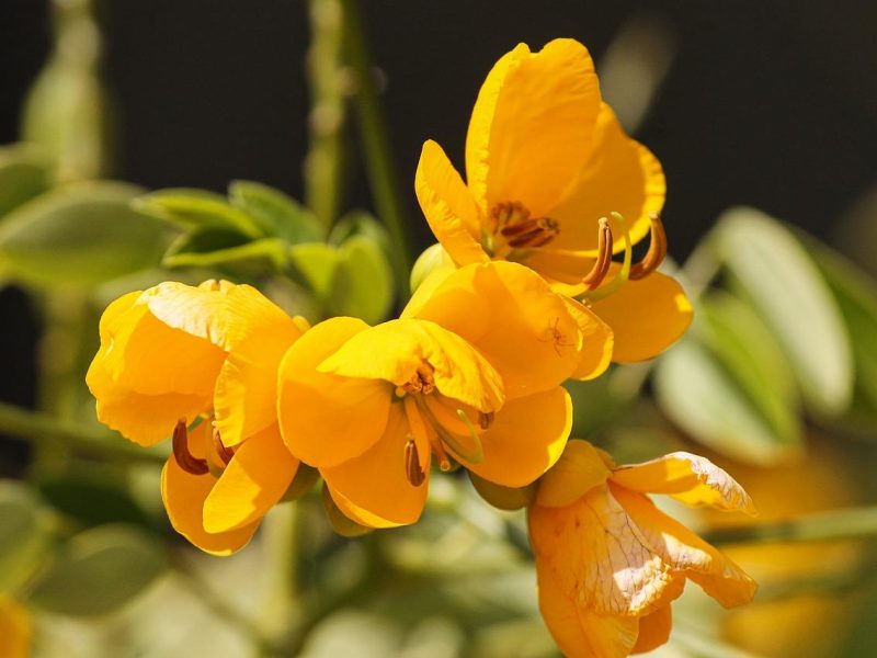Senna: il segreto di bellezza nascosto nella foresta amazzonica