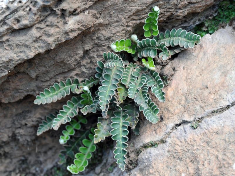 Spaccapietra: il segreto per una pulizia impeccabile e naturale!