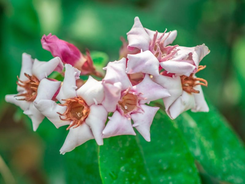 Strofanto: Il fiore velenoso dal potere misterioso