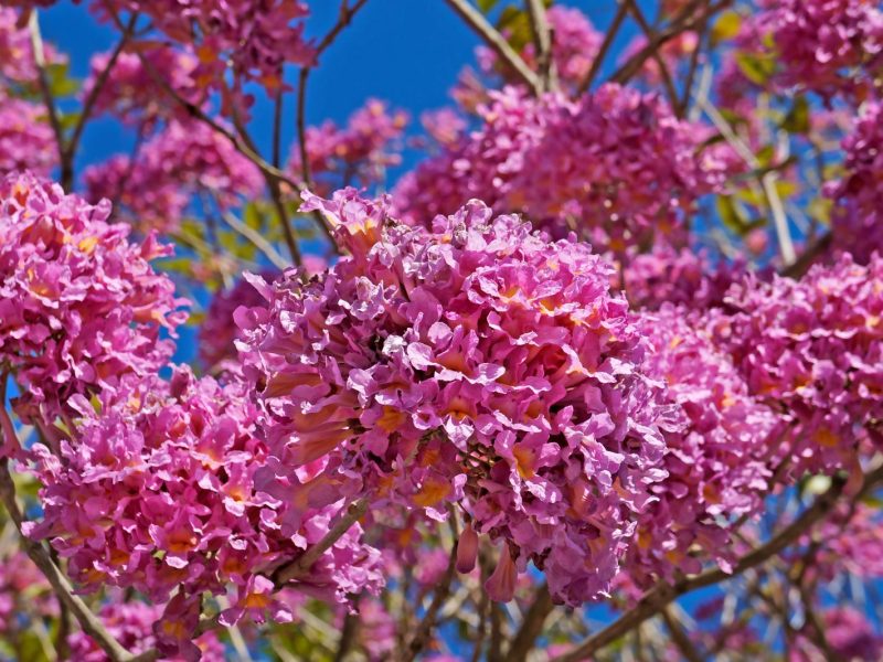 Tabebuia: la meravigliosa bellezza dei fiori che colorano l’autunno