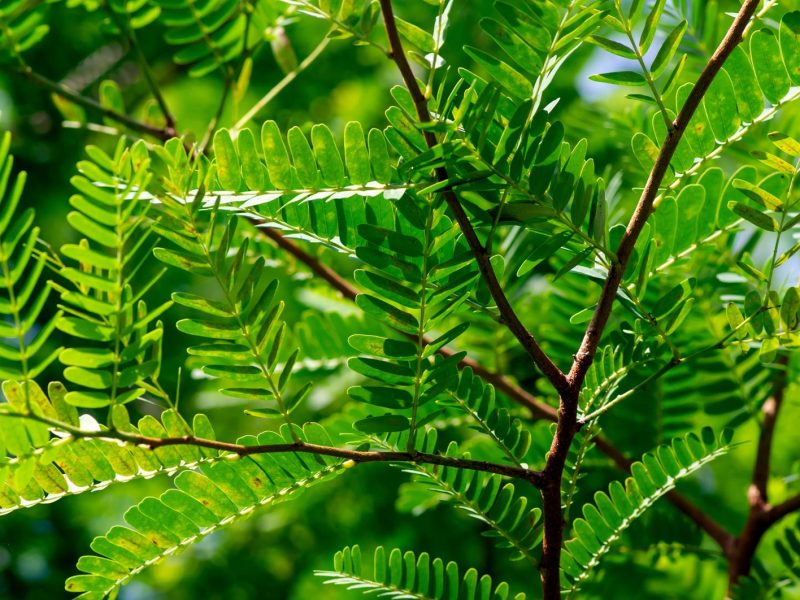 Tamarindo: il superfood esotico che rivoluzionerà la tua dieta!