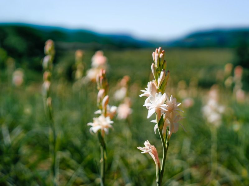 Scopri i segreti della tuberosa: la regina dei fiori dal profumo avvolgente